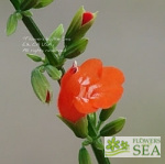 Salvia subrotunda