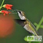 Salvia caymanensis