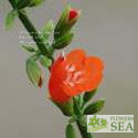 Salvia x coccinea 'Elk Vermilion'