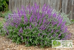 Salvia leucantha 'Santa Barbara'