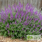 Salvia leucantha 'Santa Barbara'