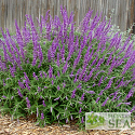 Salvia leucantha 'Santa Barbara'