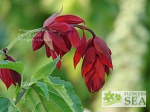 Salvia splendens van houttei 'Burgundy'