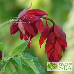 Salvia splendens van houttei 'Burgundy'