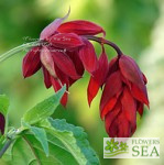 Salvia splendens van houttei 'Burgundy'