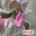Salvia spathacea 'Elk Rose'