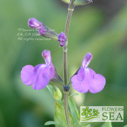 Salvia lycioides x greggii 'San Isidro'