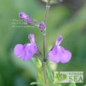 Salvia lycioides x greggii 'San Isidro'