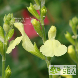 Salvia x 'Elk Lemon Light'