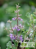 Salvia judaica