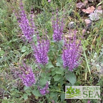 Salvia judaica