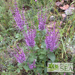 Salvia judaica