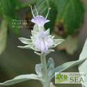 Salvia apiana x clevelandii 'Vicki Romo'