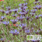 Salvia x 'Celestial Blue'