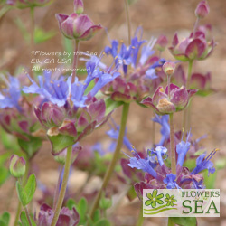 Salvia x 'Celestial Blue'