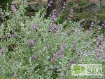 Salvia leucophylla 'Amethyst Bluffs'