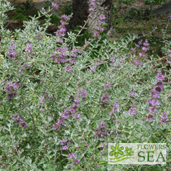 Salvia leucophylla 'Amethyst Bluffs'