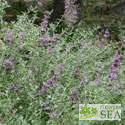 Salvia leucophylla 'Amethyst Bluffs'