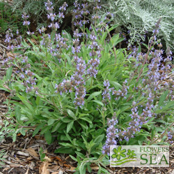 Salvia mellifera 'Terra Seca'