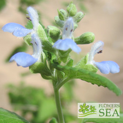 Salvia ballotaeflora