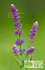 Salvia amplexicaulis