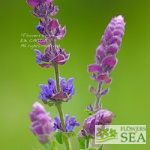 Salvia amplexicaulis