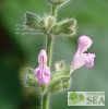 Salvia recognita