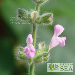 Salvia recognita