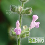 Salvia recognita