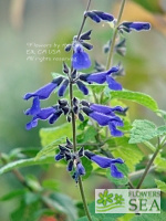 Salvia biserrata