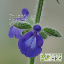 Salvia biserrata