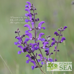 Salvia stepposa