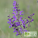 Salvia stepposa