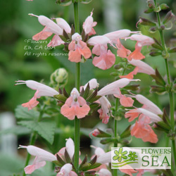 Salvia coccinea 'Brenthurst'