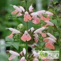 Salvia coccinea 'Brenthurst'