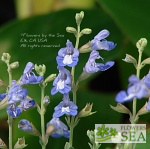 Salvia muirii