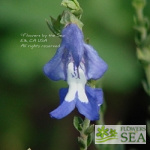 Salvia muirii