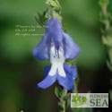 Salvia muirii