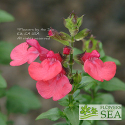 Salvia microphylla 'People's Park'