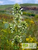 Salvia staminea