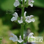 Salvia staminea