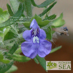 Salvia texana