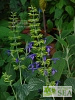 Salvia mexicana 'Russell's Form'