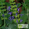 Salvia mexicana 'Russell's Form'
