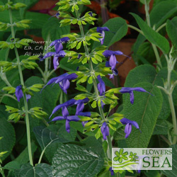 Salvia mexicana 'Russell's Form'