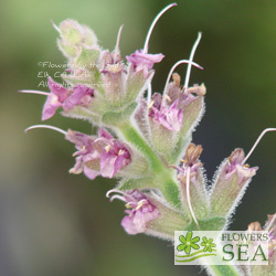 Salvia eigii