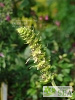 Salvia arborescens