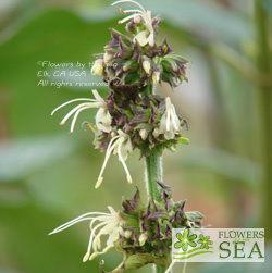 Salvia arborescens