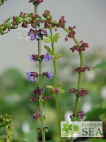 Salvia chinensis 'Nanjinga'