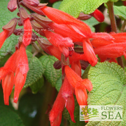 Salvia gesneriiflora 'Mole Poblano'